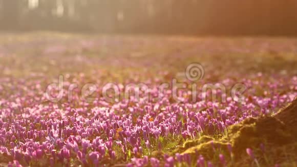 日落时分的野生紫色番红花野生春花番红花之美视频的预览图