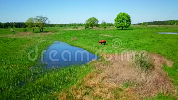 马正在绿色草地上放牧视频的预览图