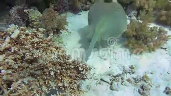 红海中的蓝色黄貂鱼视频的预览图
