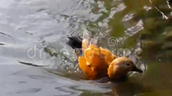 湖中的鸭子动物视频的预览图