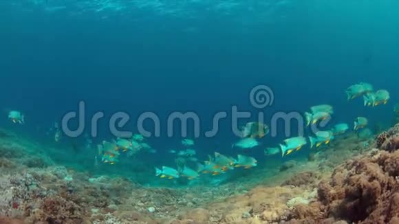 珊瑚礁上的旗鱼和鲸鲨视频的预览图