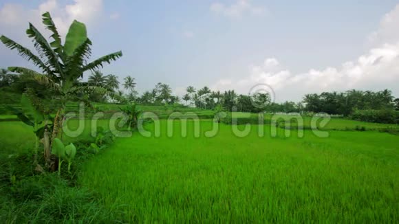 巴厘岛美丽的稻田视频的预览图