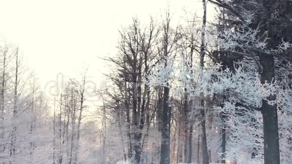 冬天的背景冬天的森林覆盖着白雪视频的预览图