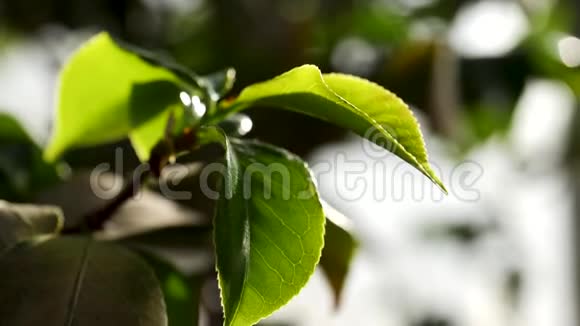 特写树叶和水滴在它的背景上绿叶上的水滴视频的预览图