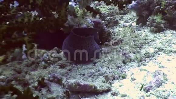 黑鳗鱼在马尔代夫海底寻找食物视频的预览图