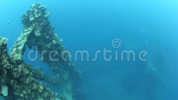 沉船和珊瑚礁鱼视频的预览图