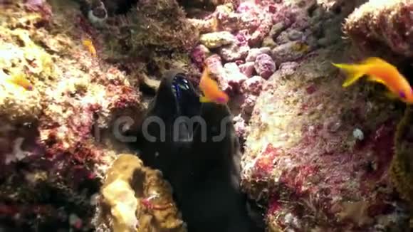 黑鳗鱼在马尔代夫海底寻找食物视频的预览图