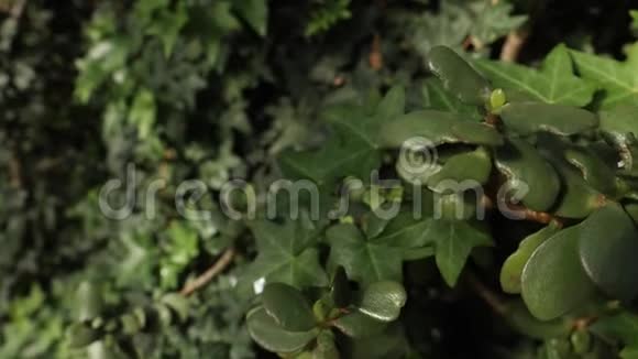 特写树叶和水滴在它的背景上绿叶上的水滴视频的预览图