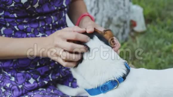 女人在草地上玩狗视频的预览图