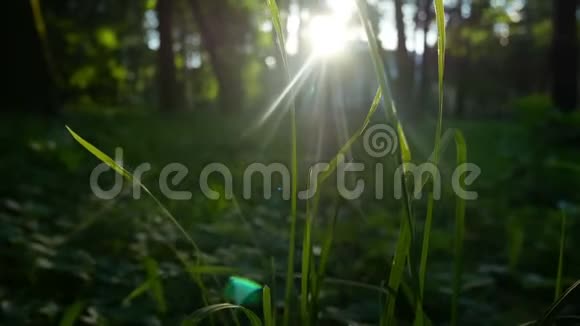 绿色自然夏日阳光视频的预览图
