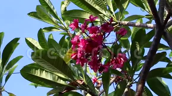 粉红色的梅花在树上印度尼西亚巴厘岛热带花园视频的预览图