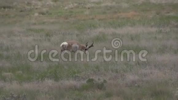叉角羚羊鹿视频的预览图