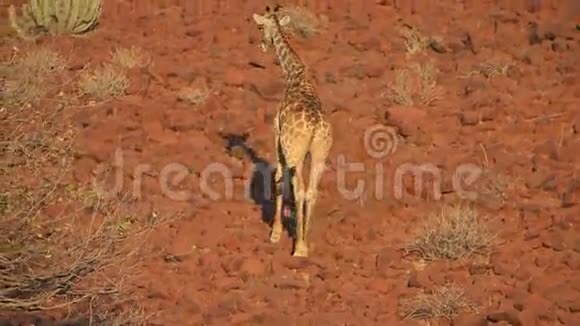 纳米布的长颈鹿视频的预览图