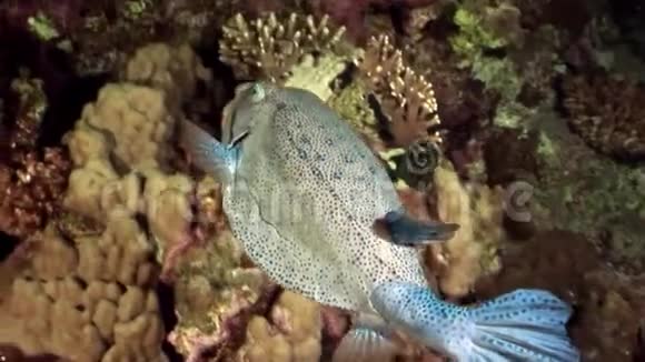 沙布沙姆水下的鱼视频的预览图