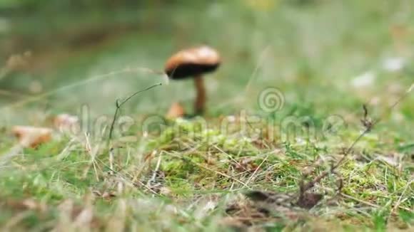 秋季森林中的棕色牛膝或蘑菇视频的预览图