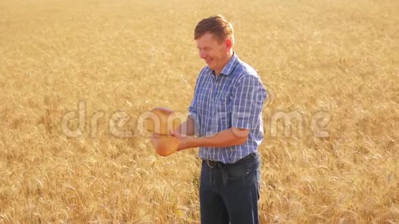 老农家面包师在成熟的麦田里拿着一个金色的面包和生活方式的面包慢动作视频收获时间老了视频的预览图