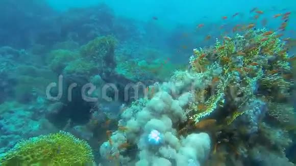 珊瑚礁上有许多五颜六色的小鱼视频的预览图