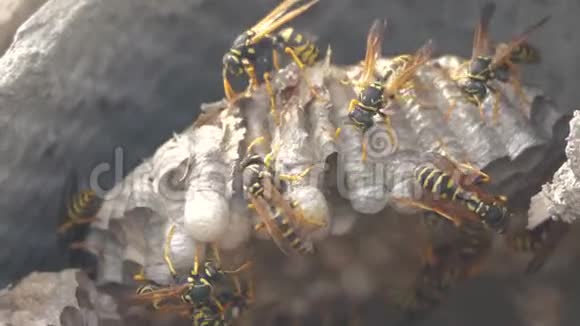 黄蜂虫屋脊下害虫黄蜂窝野生生活方式黄蜂慢动作视频过敏咬人视频的预览图