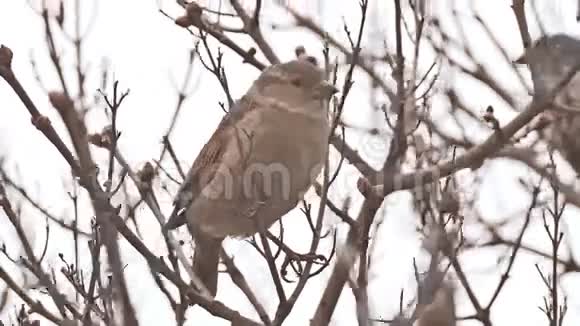 雀鸟坐在树枝上视频的预览图