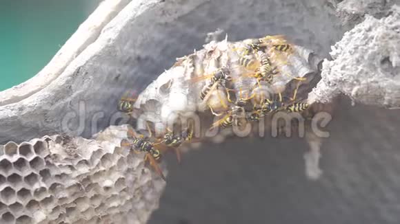 屋脊下的黄蜂病虫害黄蜂窝生活方式狂野黄蜂慢动作视频过敏咬伤危害视频的预览图