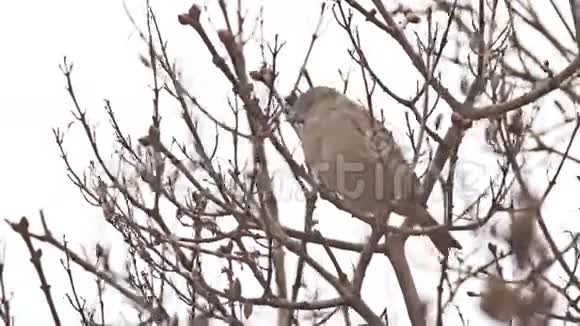 麻雀鸟坐在树枝上视频的预览图