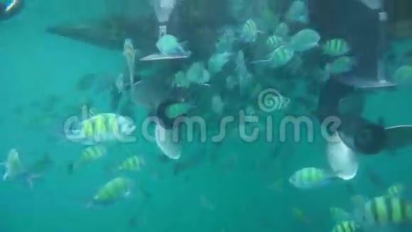 安达曼海珊瑚鱼群视频的预览图