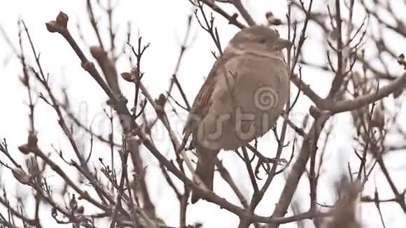 雀鸟坐在大自然的树枝上视频的预览图