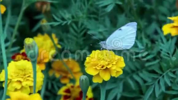 蝴蝶喝花蜜视频的预览图