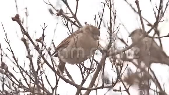 鸟雀坐在大自然树枝上视频的预览图