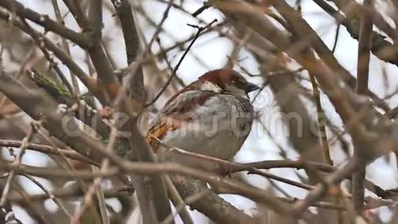 棕鸟麻雀坐在大自然的树枝上视频的预览图