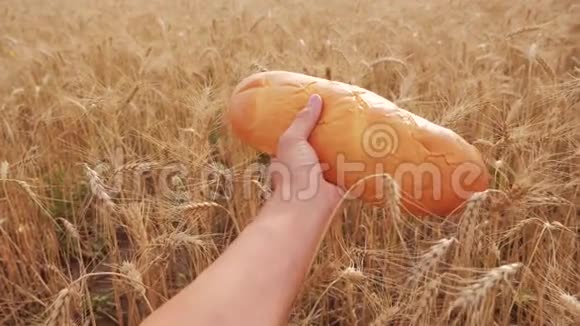 人们在麦田里拿着一条面包慢动作视频小麦领域的成功农学家收获时间视频的预览图