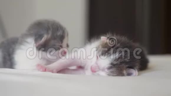 搞笑视频两只可爱的新生小猫生活方式睡眠团队在床上宠物概念宠物概念小猫条纹视频的预览图