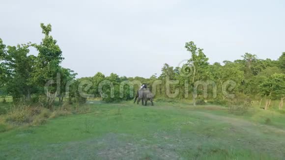 尼泊尔奇旺国家公园的雨林视频的预览图