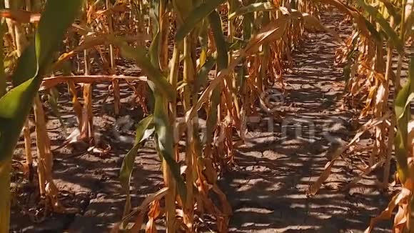 有机玉米田干熟玉米的农业概念玉米收获生活方式自然农业视频的预览图