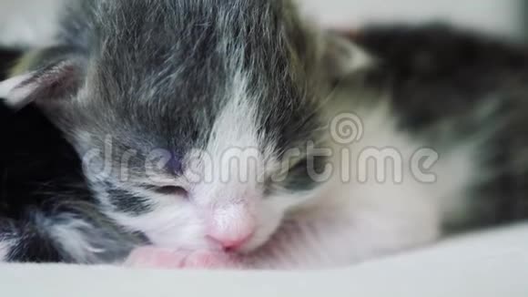 搞笑视频两只可爱的新生小猫在床上集体睡觉宠物概念宠物概念生活方式小猫斑猫视频的预览图