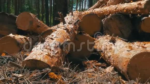 砍伐的原木被堆放在森林里视频的预览图