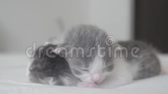 有趣的视频两只可爱的新生小猫睡眠团队在生活方式的床上宠物概念宠物概念小猫条纹视频的预览图