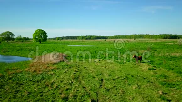 马正在绿色草地上放牧视频的预览图
