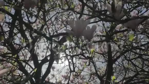 春天的自然盛开的红玉兰花视频的预览图