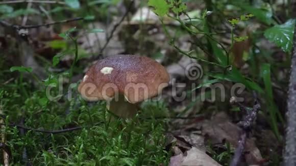 秋天在森林里采蘑菇白色蘑菇视频的预览图