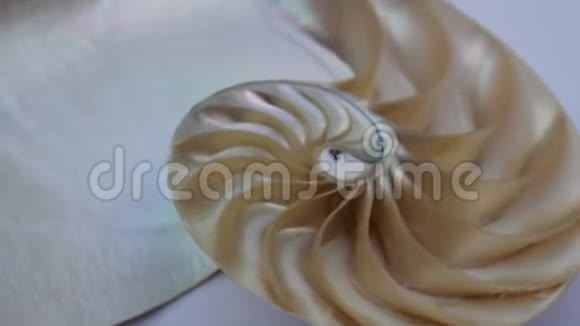 鹦鹉螺壳股票视频剪辑旋转纤维黄金比例自然背景视频的预览图