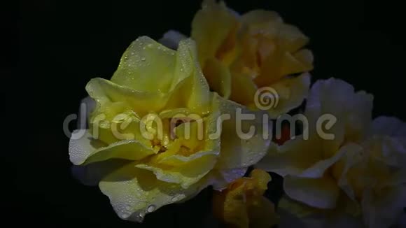 黄玫瑰夏季园视频的预览图