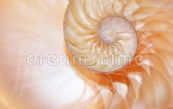 鹦鹉螺壳股票视频剪辑旋转纤维黄金比例自然背景视频的预览图