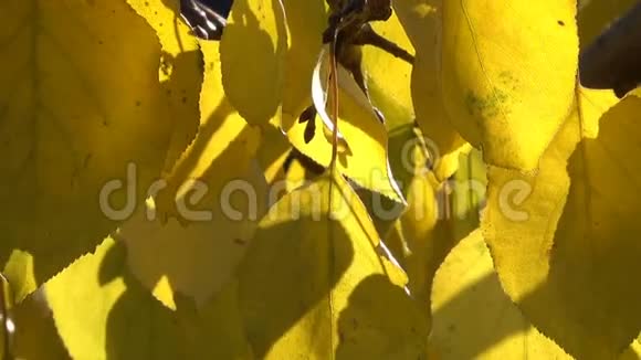 秋天的黄叶在树枝上视频的预览图