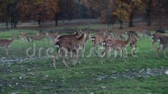 自然界中的斑点鹿视频的预览图