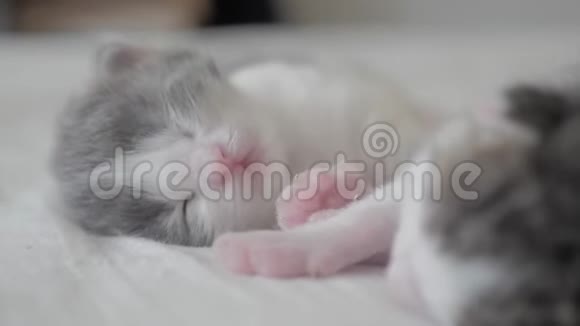 搞笑视频两只宠物可爱新生小猫睡觉团队合作生活方式在床上宠物概念宠物概念小猫视频的预览图