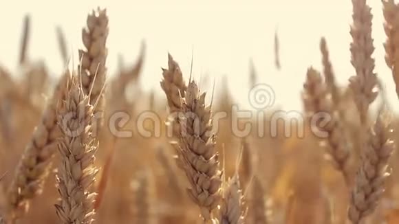 日落时麦田里的小麦视频的预览图