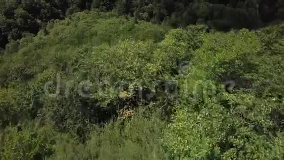 法国比利牛斯的空中森林景观视频的预览图