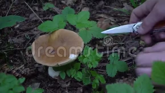 秋天在森林里采蘑菇白色蘑菇视频的预览图