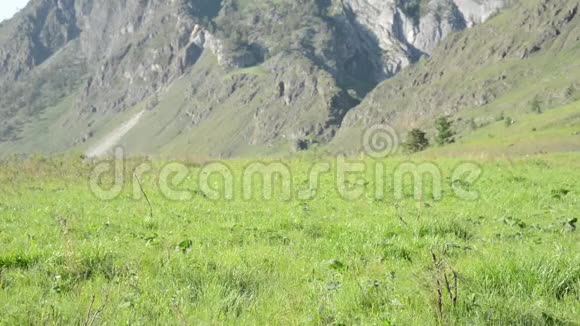 徒步旅行者带着背包在绿色的山地草地上行走夏季运动和娱乐理念视频的预览图